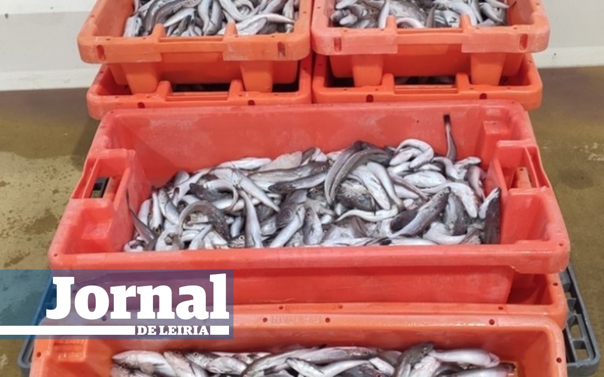 Jornal De Leiria GNR Apreende 474 Quilos De Pescada Subdimensionada