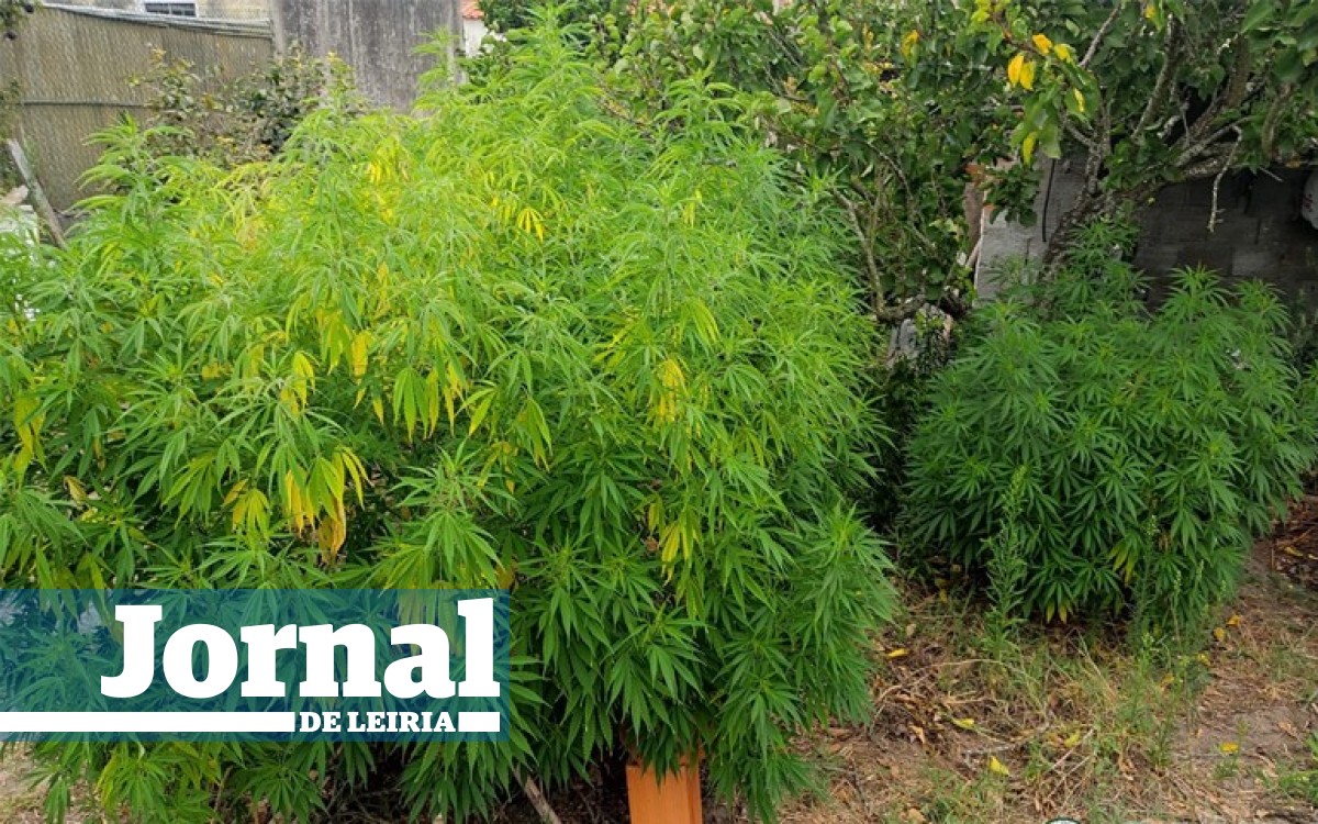 Jornal De Leiria Homem De 44 Anos Detido Por Cultivo De Seis Plantas