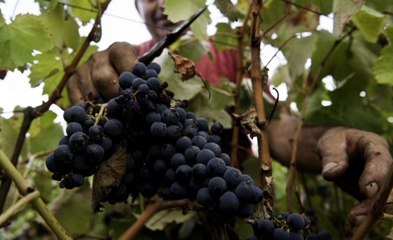 exportacoes-de-vinho-do-distrito-cresceram-25-no-ano-passado-9492