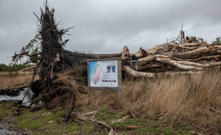 O "Eucalitpo do Tremelgo" que tinha 53 metros de altura