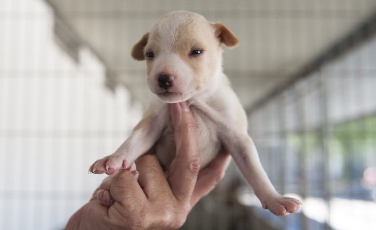leirianimalia-esta-de-regresso-mas-muda-se-para-a-quinta-do-faria-na-caranguejeira