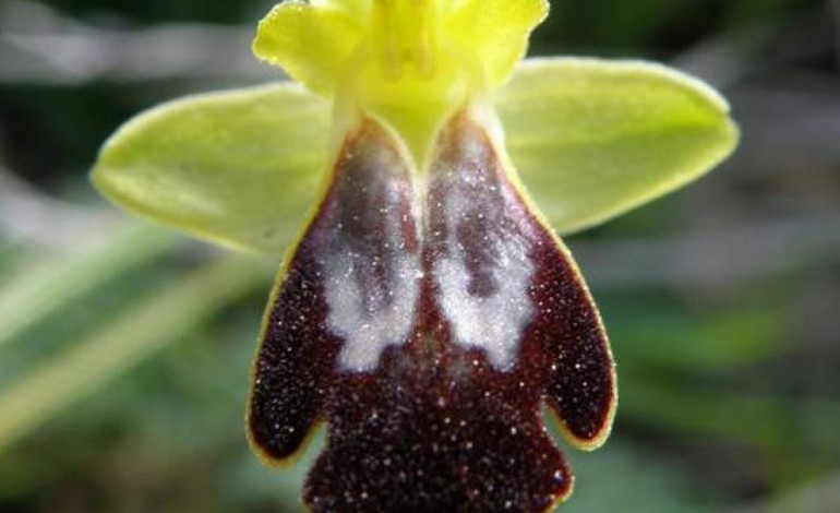 ophrys-fusca