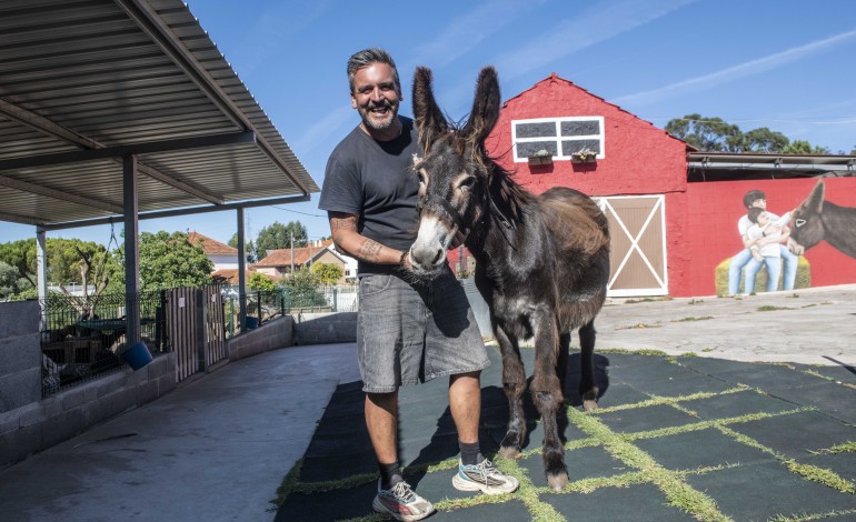 cantinho-dos-burros-junta-perto-de-uma-centena-de-animais-numa-quinta-em-leiria