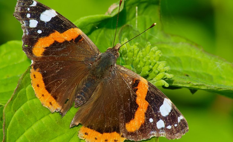 dia-internacional-das-borboletas-celebrado-com-observacao-de-especies-na-pia-do-urso