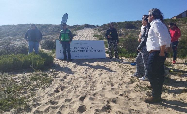 Pinheiros plantados servirão para fixar areia da duna juntoi à Praia da Vieira