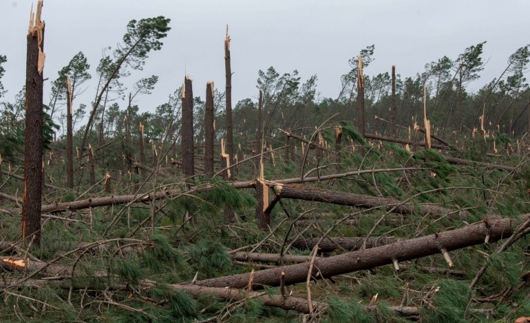 sementes-de-pinheiros-caidos-na-marinha-grande-geram-novas-plantas