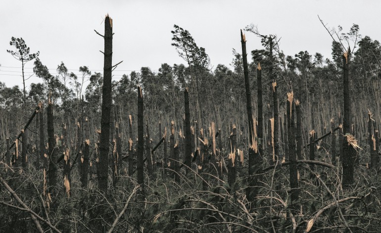 tempestade-arrasou-pinhal-e-destruiu-20percent-da-producao-nacional-de-resina