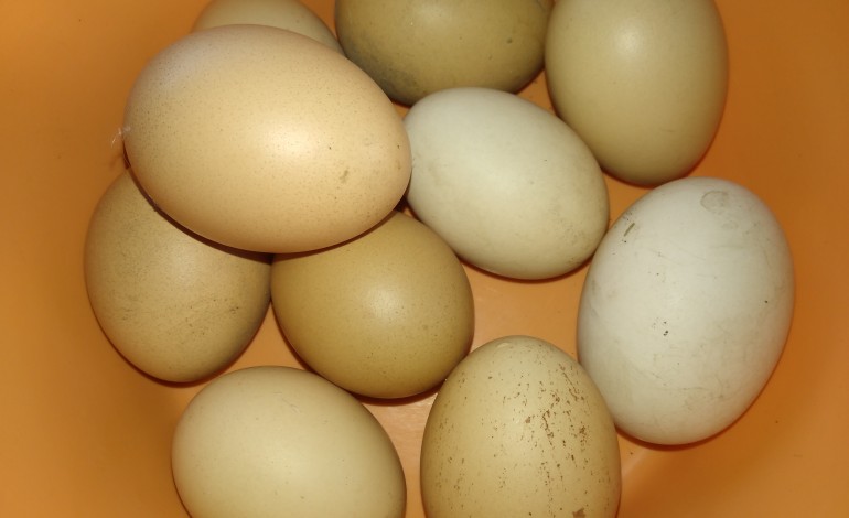 asae-apreende-cerca-de-426-mil-ovos-no-concelho-de-leiria