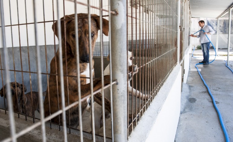 novo-canil-de-leiria-ainda-a-aguardar-projecto