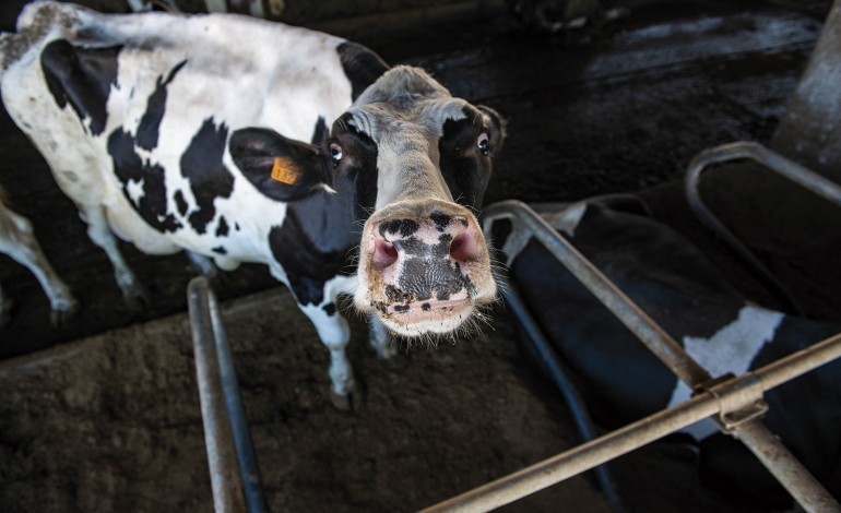 produtores-indignados-com-descida-de-preco-do-leite-que-entendem-acontecer-a-sua-custa