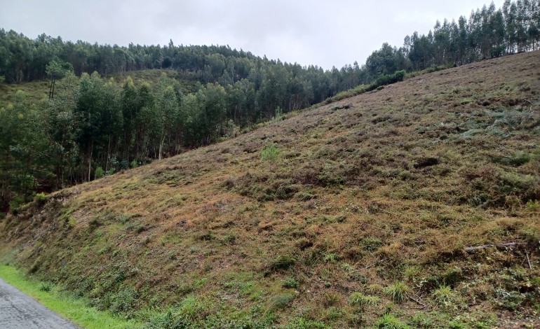 projecto-de-ordenamento-florestal-avanca-em-figueiro-dos-vinhos