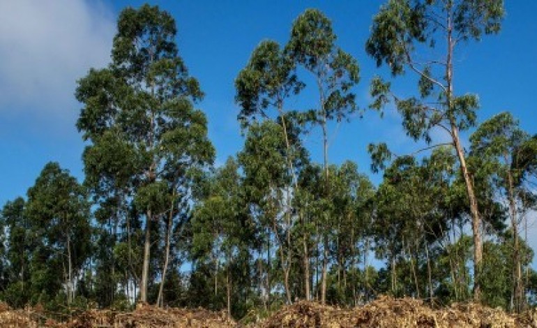 freguesia-de-meirinhas-vai-criar-faixa-ordenada-de-defesa-agroflorestal