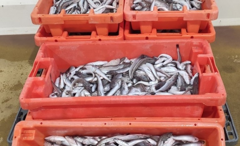 gnr-apreende-mais-de-100-quilos-de-pescada