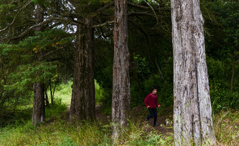 accao-de-reflorestacao-decorre-em-castanheira-de-pera