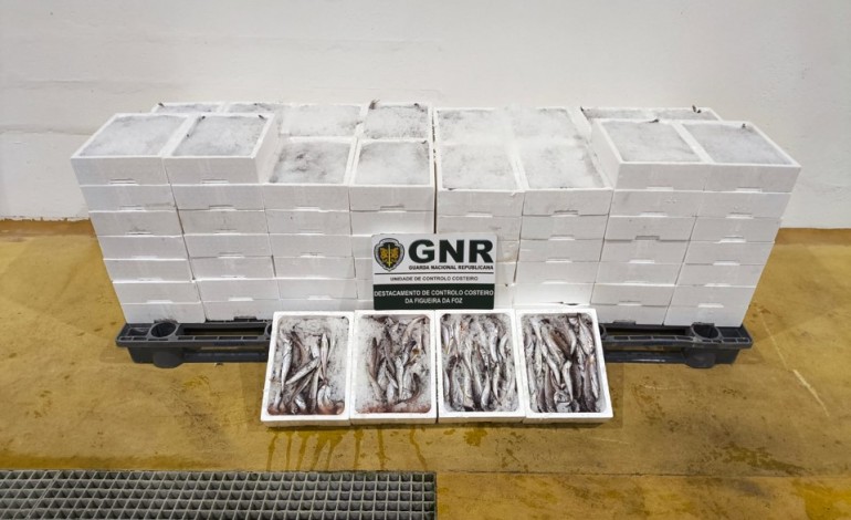 mais-de-meia-tonelada-de-pescada-apreendida-em-porto-de-mos