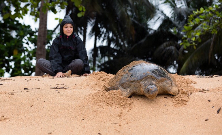 investigadora-do-ip-leiria-ajuda-a-salvar-tartarugas-em-sao-tome
