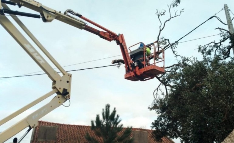 arvores-de-pombal-vao-aquecer-quem-precisa-no-proximo-inverno