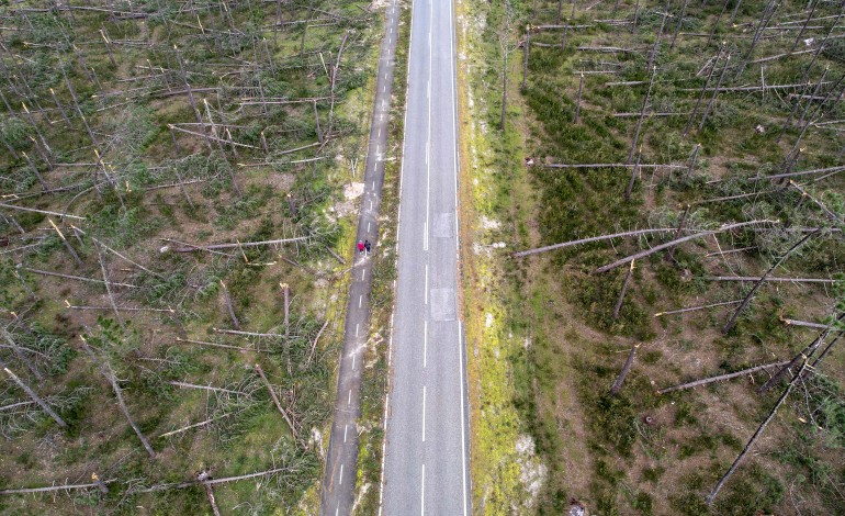 O que restava do Pinhal de Leiria, à semelhança das restantes plantações de eucaliptos na região foram derrubadas