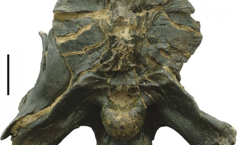 dinossauro-descoberto-em-pombal-e-objecto-do-mes-do-museu-nacional-de-historia-natural-e-da-ciencia