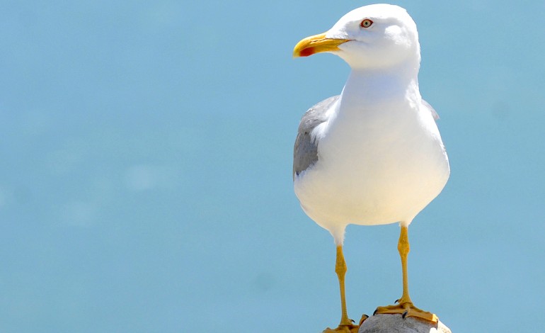 detectado-um-caso-de-gripe-das-aves-em-gaivota-na-regiao