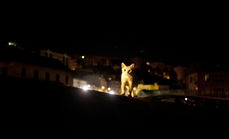 alcobaca-esteriliza-700-animais-por-ano