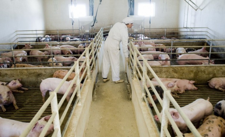 produtores-acusam-bruxelas-de-aniquilar-sectores-de-carne-e-de-leite-3432
