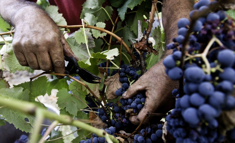 aumento-dos-custos-ameaca-pequenos-produtores-de-vinho