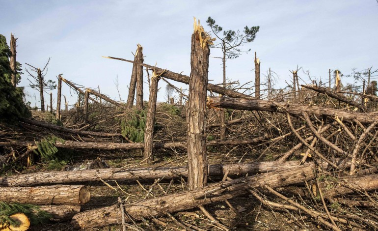 A remoção de material lenhoso danificado é considerada prioritária