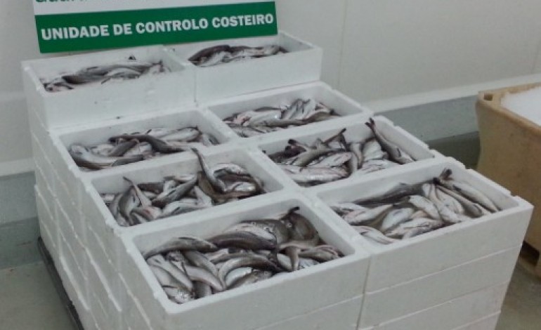 320-quilos-de-pescado-apreendidos-na-nazare-entregues-a-instituicoes-de-solidariedade-social-2408