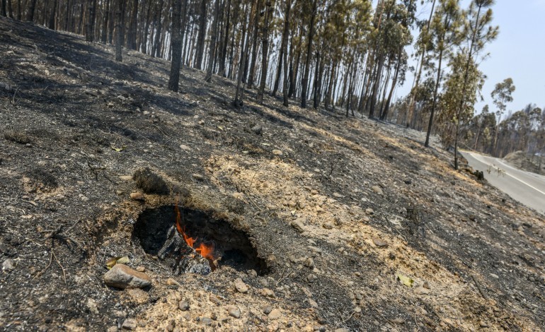 incendios-dispositivo-especial-de-combate-reforcado-para-a-regiao-de-leiria