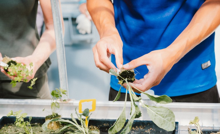 Serão cultivadas alfaces, couve frisada, manjericão, coentros, entre outras hortícolas e ervas aromáticas