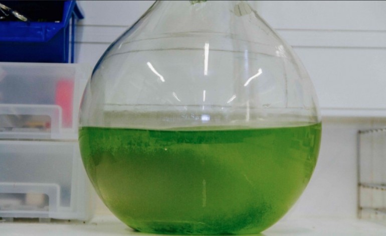 estudo-em-peniche-avalia-utilizacao-de-algas-na-conservacao-de-oleos-alimentares