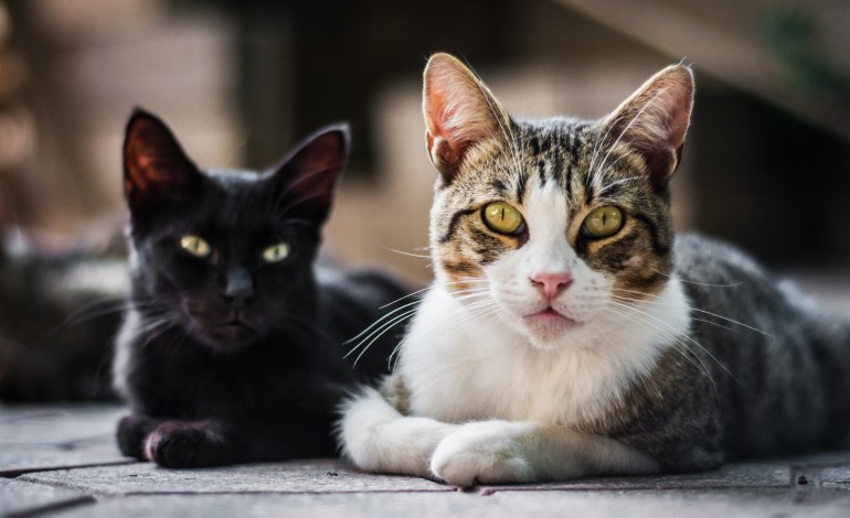 moradores-reclamam-de-epidemia-de-gatos