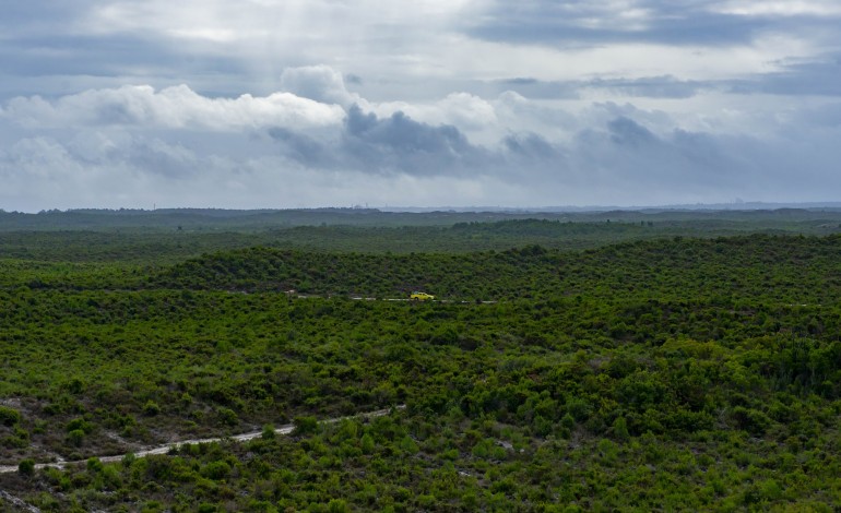 asneiras-desleixo-abandono-a-gestao-do-pinhal-de-leiria-continua-debaixo-de-fogo