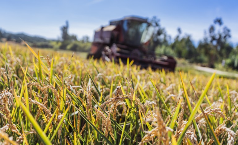 Nos campos de José Pereira, a humidade na floração e o impacto da milhã, uma infestante, levaram a quebra na produção
