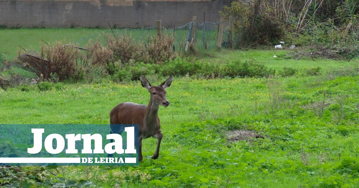 Mundo Animal - Uma Linda Corça!!! 