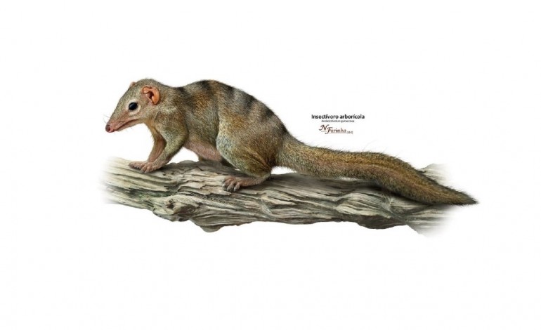 Ilustração de Nuno Farinha. Representação do Henkelotherium guimarotae, o mais famoso achado da Guimarota. Imagem cedida por Anabela Quintela Veiga