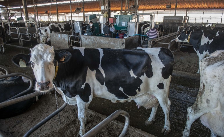 associacao-dos-produtores-de-leite-de-portugal-preocupada-com-altos-custos-de-producao