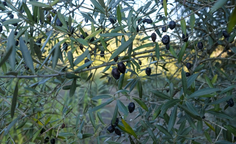 olivicultores-esperam-ano-de-muito-azeite-e-qualidade-razoavel