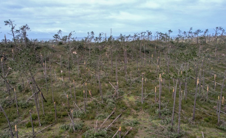 O que restava do Pinhal de Leiria, à semelhança das restantes plantações de eucaliptos na região foram derrubadas