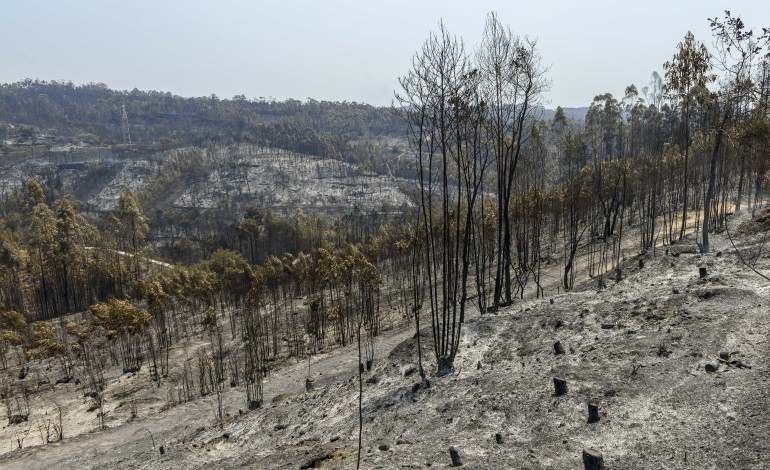 homem-de-75-anos-provoca-incendio-em-pombal-ao-queimar-amontoados-de-sobrantes-agricolas