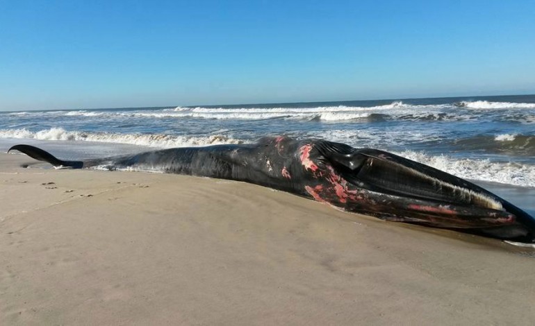 baleia-deu-a-costa-na-praia-do-vale-furado-actualizacao-2536