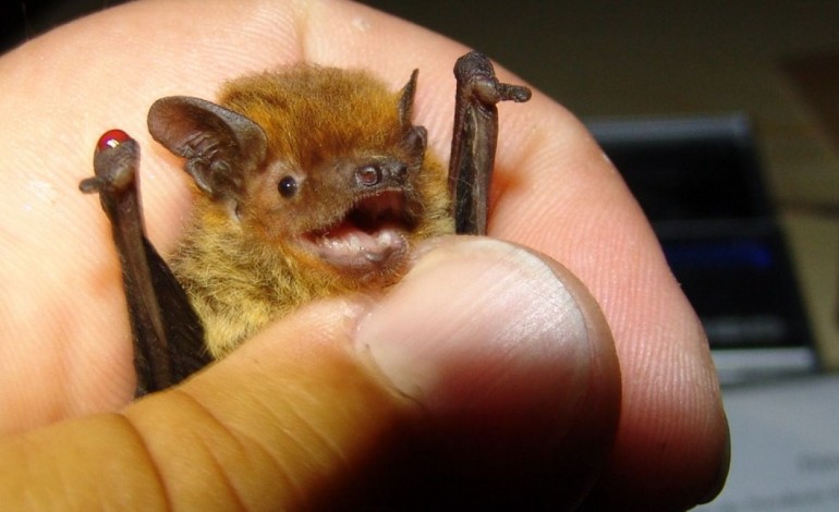 va-a-pombal-conhecer-o-mundo-dos-pequenos-e-delicados-morcegos-7044