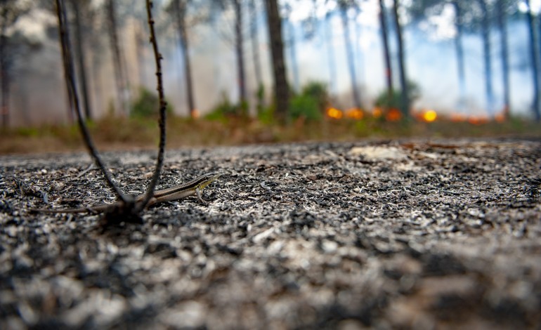 incendio-em-ourem-em-conclusao