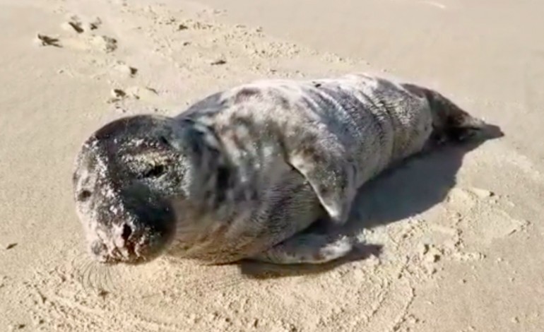 foca-bebe-deu-a-costa-na-praia-da-legua