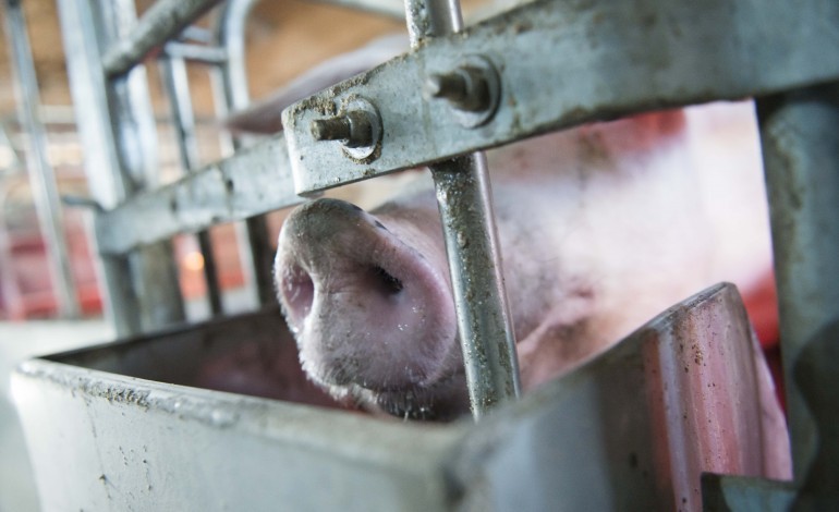 suinicultores-da-regiao-de-leiria-enfrentam-maior-crise-de-sempre