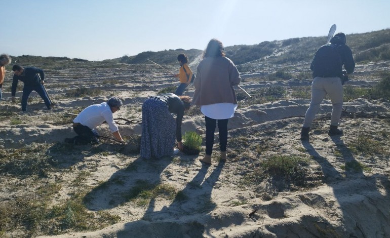 Pinheiros plantados servirão para fixar areia da duna juntoi à Praia da Vieira
