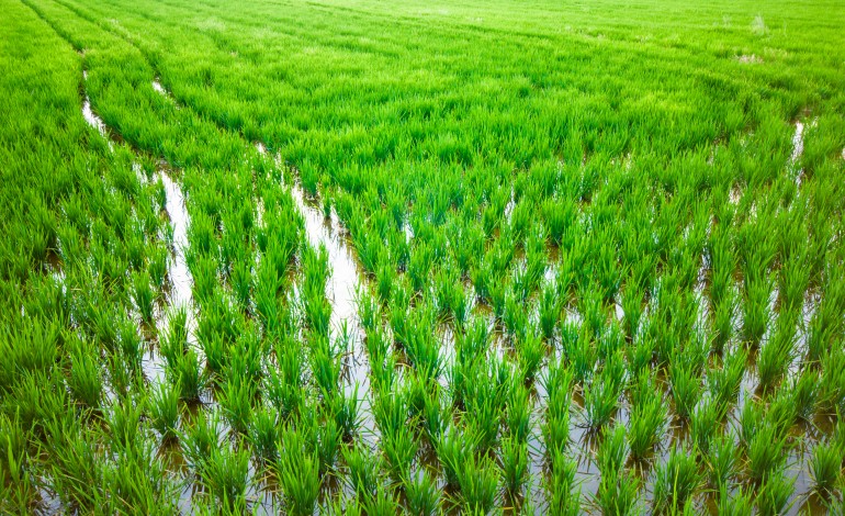 regadio-beneficia-60-hectares-de-arrozais-no-lourical