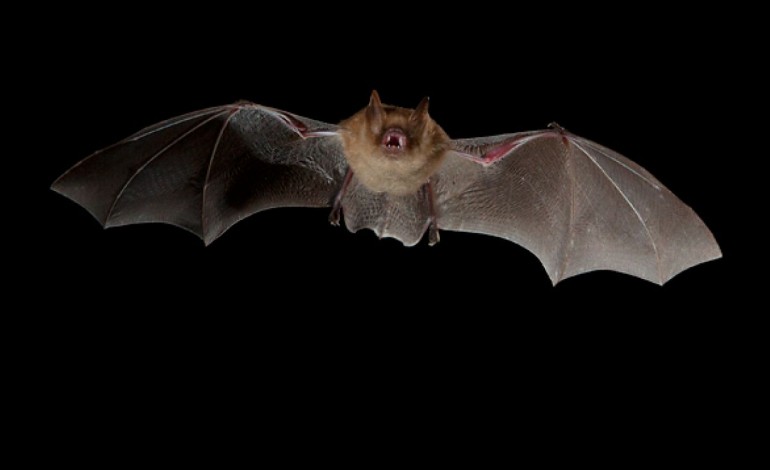 morcego-lanuno