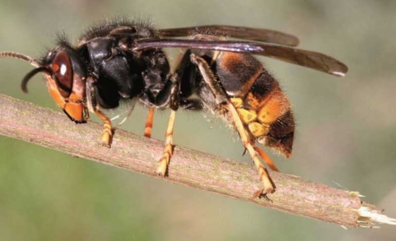 mais-de-100-ninhos-de-vespa-asiatica-destruidos-este-ano-na-marinha-grande